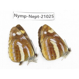 Neptis thetis. China, Sichuan, Ganzi, Yajiang county. 2M. Nymp-Nept-21025.