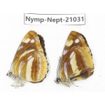 Neptis thetis. China, Sichuan, Ganzi, Yajiang county. 2M. Nymp-Nept-21031.