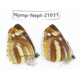 Neptis thetis. China, Sichuan, Ganzi, Yajiang county. 2M. Nymp-Nept-21031.