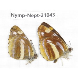 Neptis thetis. China, Sichuan, Ganzi, Yajiang county. 2M. Nymp-Nept-21043.