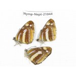 Neptis thetis. China, Sichuan, Ganzi, Yajiang county. 3M. Nymp-Nept-21044.
