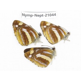 Neptis thetis. China, Sichuan, Ganzi, Yajiang county. 3M. Nymp-Nept-21044.