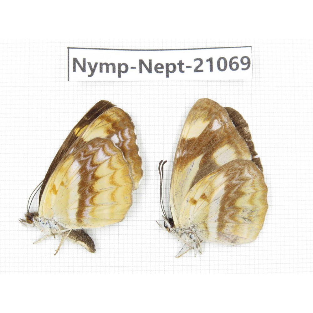 Neptis armandia. China, Sichuan, Ganzi, Yajiang county. 2M. Nymp-Nept-21069.