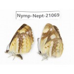 Neptis armandia. China, Sichuan, Ganzi, Yajiang county. 2M. Nymp-Nept-21069.