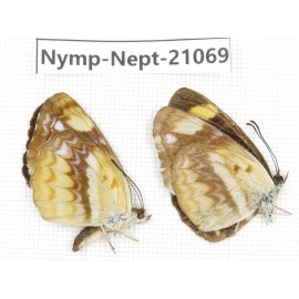 Neptis armandia. China, Sichuan, Ganzi, Yajiang county. 2M. Nymp-Nept-21069.