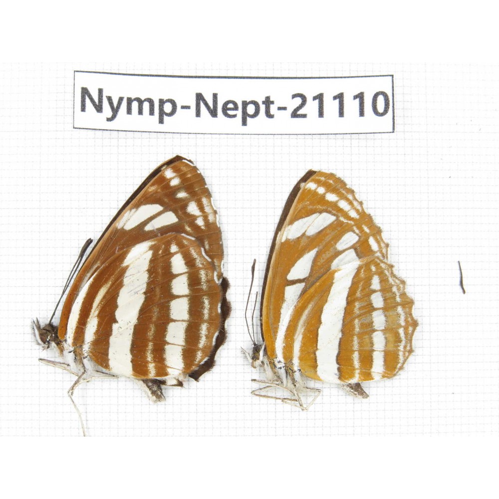 Neptis hylas & Neptis yerburii. China, Sichuan, Ganzi, Yajiang county. 2M. Nymp-Nept-21110.