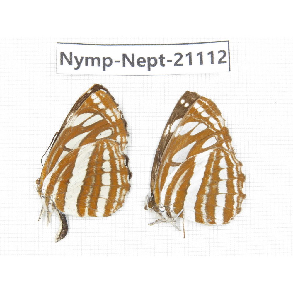 Neptis hylas. China, Sichuan, Ganzi, Yajiang county. 2M. Nymp-Nept-21112.