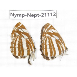 Neptis hylas. China, Sichuan, Ganzi, Yajiang county. 2M. Nymp-Nept-21112.
