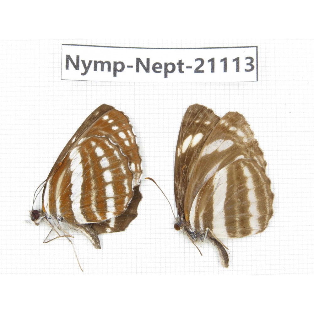 Neptis clinia& Neptis hylas. China, Sichuan, Ganzi, Yajiang county. 2M. Nymp-Nept-21113.