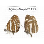 Neptis clinia& Neptis hylas. China, Sichuan, Ganzi, Yajiang county. 2M. Nymp-Nept-21113.