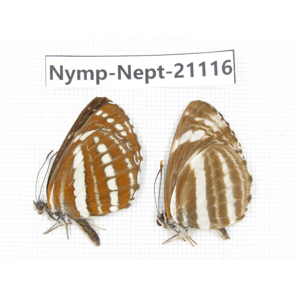 Neptis hylas & Neptis clinia. China, Sichuan, Ganzi, Yajiang county. 2M. Nymp-Nept-21116.