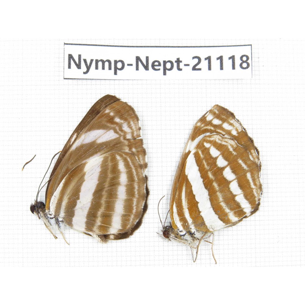 Neptis clinia & Neptis hylas. China, Sichuan, Ganzi, Yajiang county. 2M. Nymp-Nept-21118.