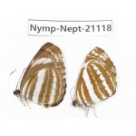 Neptis clinia & Neptis hylas. China, Sichuan, Ganzi, Yajiang county. 2M. Nymp-Nept-21118.