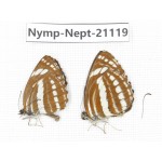 Neptis sappho & Neptis yerburii. China, Sichuan, Ganzi, Yajiang county. 2M. Nymp-Nept-21119.