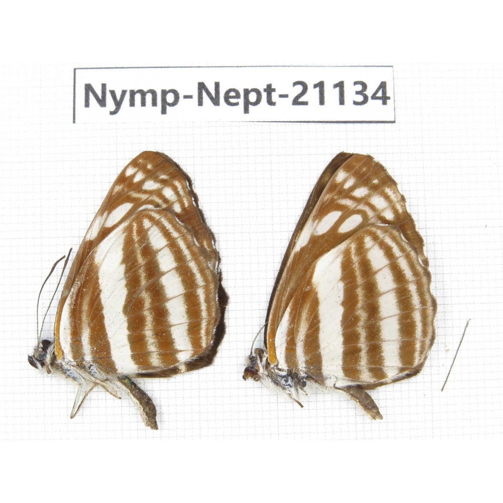 Neptis soma. China, Sichuan, Ganzi, Yajiang county. 2M. Nymp-Nept-21134.