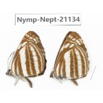 Neptis soma. China, Sichuan, Ganzi, Yajiang county. 2M. Nymp-Nept-21134.