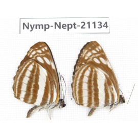 Neptis soma. China, Sichuan, Ganzi, Yajiang county. 2M. Nymp-Nept-21134.