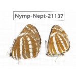 Neptis hylas & Neptis yerburri. China, Sichuan, Ganzi, Yajiang county. 2F. Nymp-Nept-21137.