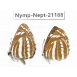 Neptis hylas, F & Neptis yerburii, M. China, Sichuan, Ganzi, Yajiang county. 1P. Nymp-Nept-21188.