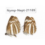Neptis sappho & Neptis clinia. China, Sichuan, Ganzi, Yajiang county. 2M. Nymp-Nept-21189.