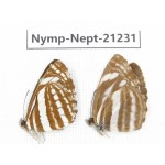 Neptis yerburii & Neptis clinia. China, Sichuan, Ganzi, Yajiang county. 2M. Nymp-Nept-21231.