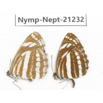 Neptis hylas & Neptis yerburii. China, Sichuan, Ganzi, Yajiang county. 2M. Nymp-Nept-21232.