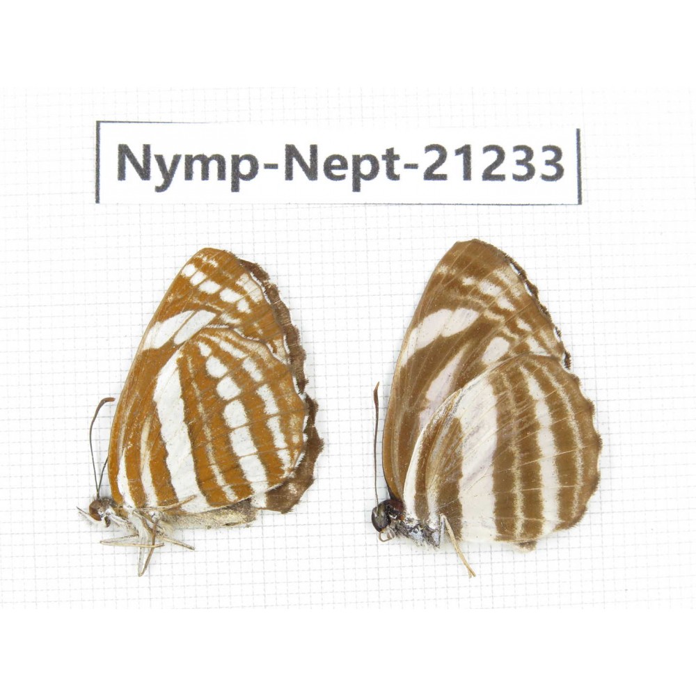 Neptis sappho & Neptis clinia. China, Sichuan, Ganzi, Yajiang county. 2M. Nymp-Nept-21233.