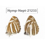 Neptis sappho & Neptis clinia. China, Sichuan, Ganzi, Yajiang county. 2M. Nymp-Nept-21233.