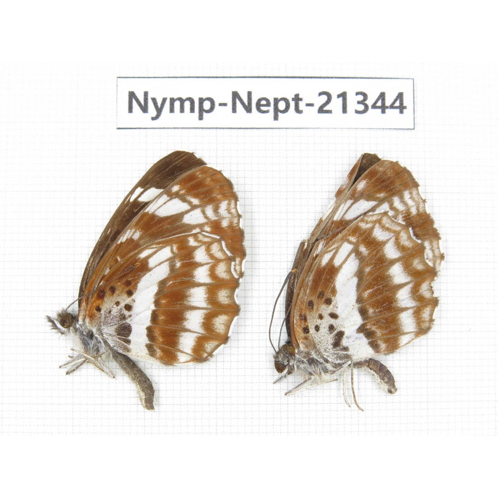 Neptis pryeri. China, Sichuan, Ganzi, Yajiang county. 2M. Nymp-Nept-21344.