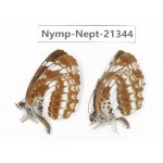 Neptis pryeri. China, Sichuan, Ganzi, Yajiang county. 2M. Nymp-Nept-21344.