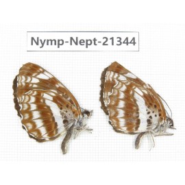 Neptis pryeri. China, Sichuan, Ganzi, Yajiang county. 2M. Nymp-Nept-21344.