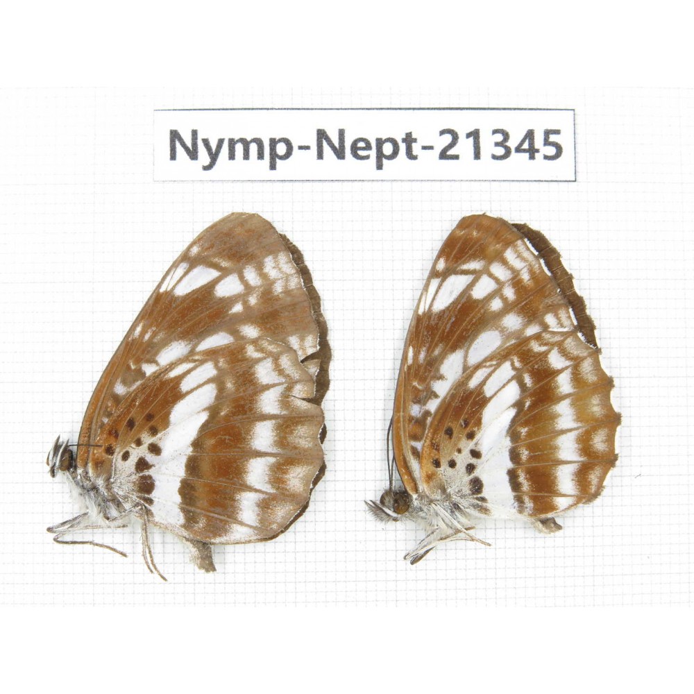 Neptis pryeri. China, Sichuan, Ganzi, Yajiang county. 2M. Nymp-Nept-21345.