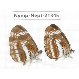 Neptis pryeri. China, Sichuan, Ganzi, Yajiang county. 2M. Nymp-Nept-21345.