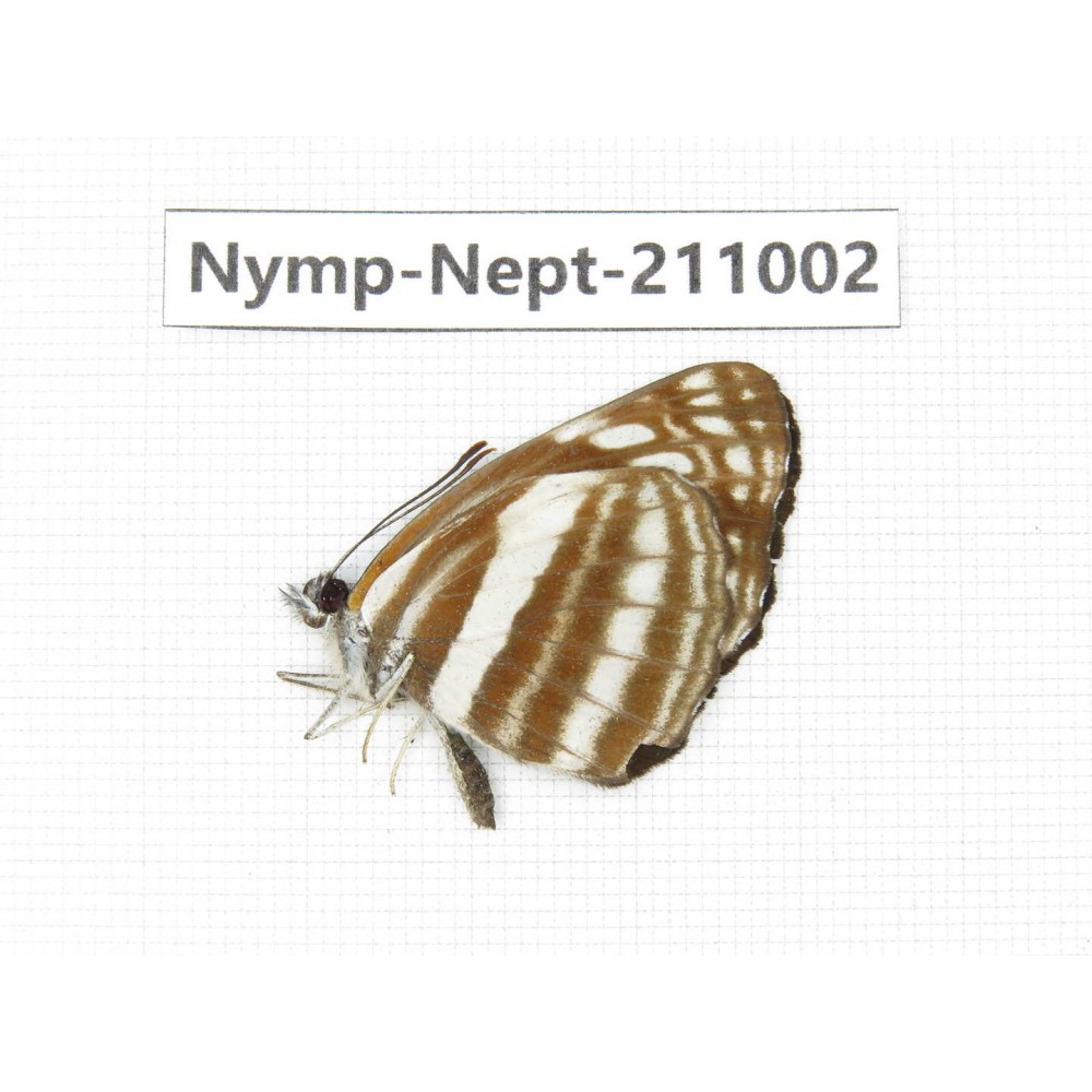 Neptis soma. China, Sichuan, Liangshan area, Dechang county. 1M. Nymp-Nept-211002.