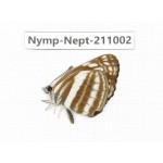 Neptis soma. China, Sichuan, Liangshan area, Dechang county. 1M. Nymp-Nept-211002.