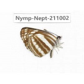 Neptis soma. China, Sichuan, Liangshan area, Dechang county. 1M. Nymp-Nept-211002.