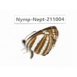 Neptis soma. China, Sichuan, Liangshan area, Dechang county. 1M. Nymp-Nept-211004.