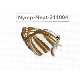 Neptis soma. China, Sichuan, Liangshan area, Dechang county. 1M. Nymp-Nept-211004.