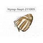 Neptis soma. China, Sichuan, Liangshan area, Dechang county. 1M. Nymp-Nept-211005.