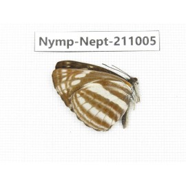Neptis soma. China, Sichuan, Liangshan area, Dechang county. 1M. Nymp-Nept-211005.