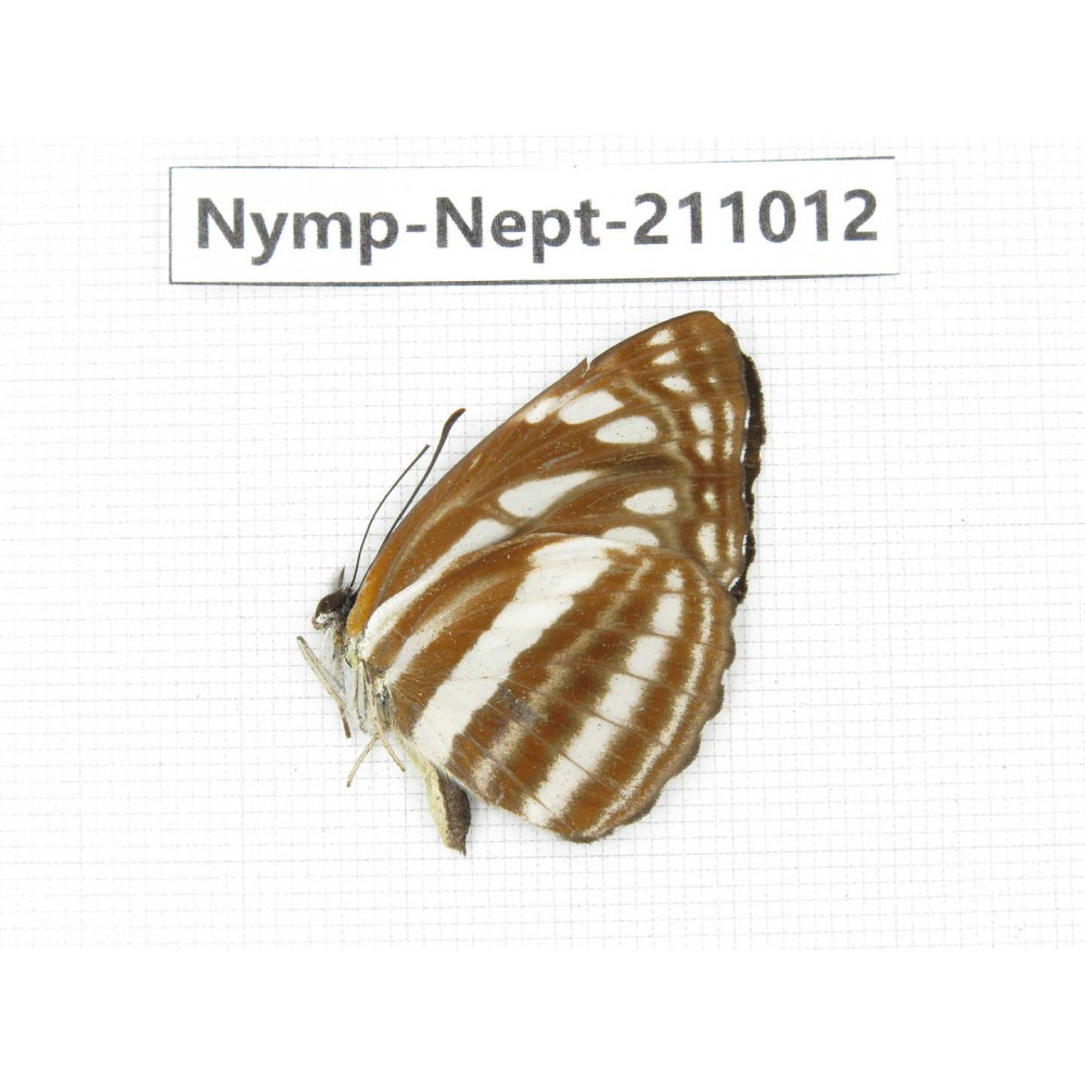 Neptis soma. China, Sichuan, Liangshan area, Dechang county. 1M. Nymp-Nept-211012.