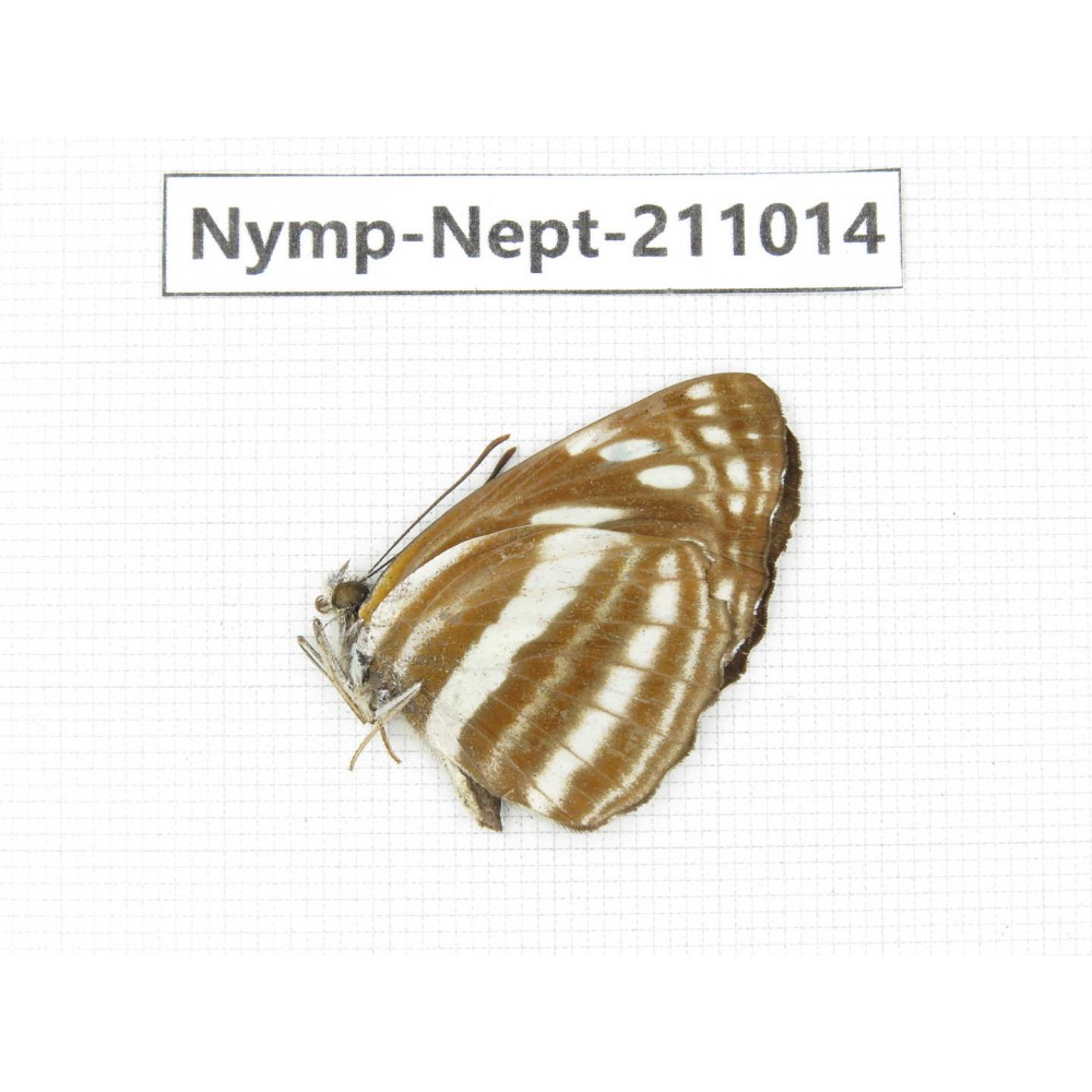 Neptis yerburii. China, Sichuan, Liangshan area, Dechang county. 1M. Nymp-Nept-211014.
