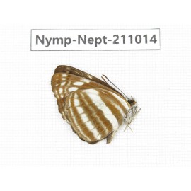 Neptis yerburii. China, Sichuan, Liangshan area, Dechang county. 1M. Nymp-Nept-211014.