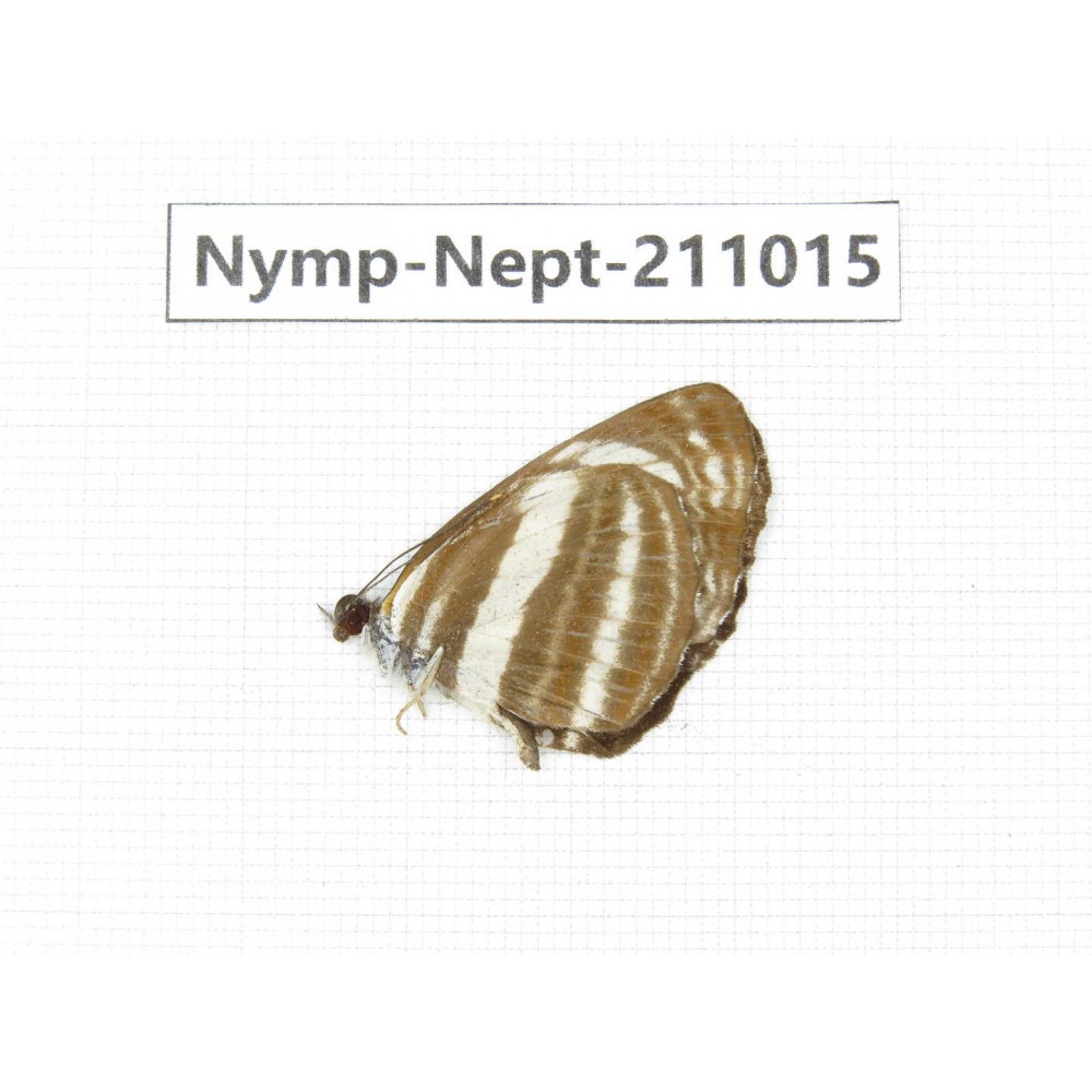 Neptis yerburii. China, Sichuan, Liangshan area, Dechang county. 1M. Nymp-Nept-211015.