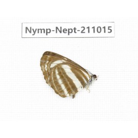 Neptis yerburii. China, Sichuan, Liangshan area, Dechang county. 1M. Nymp-Nept-211015.