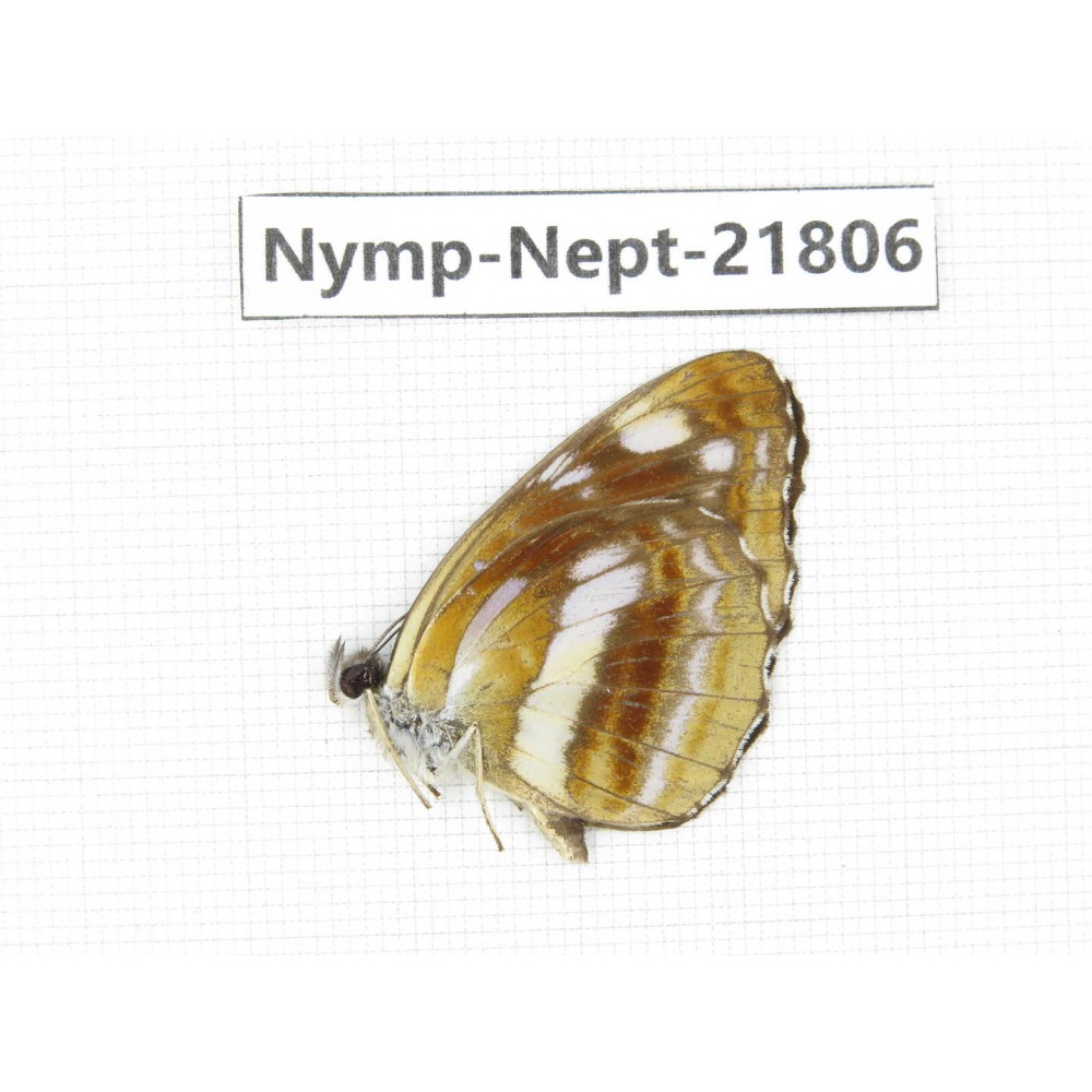 Neptis thetis. China, Sichuan, Liangshan area, Dechang county. 1M. Nymp-Nept-21806.