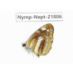 Neptis thetis. China, Sichuan, Liangshan area, Dechang county. 1M. Nymp-Nept-21806.
