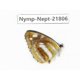 Neptis thetis. China, Sichuan, Liangshan area, Dechang county. 1M. Nymp-Nept-21806.