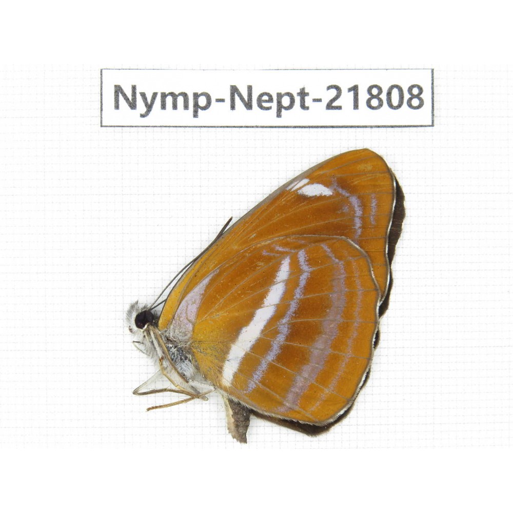 Neptis ananta. China, Sichuan, Liangshan area, Dechang county. 1M. Nymp-Nept-21808.