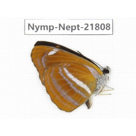 Neptis ananta. China, Sichuan, Liangshan area, Dechang county. 1M. Nymp-Nept-21808.